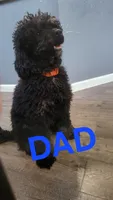 Black , a male Cockapoo and Poodle - Miniature  for sale in Newman, CA – 8 of 9