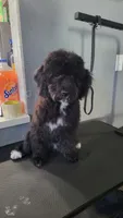 Green, a male Cockapoo and Poodle - Miniature  for sale in Newman, CA – 1 of 10