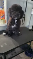 Green, a male Cockapoo and Poodle - Miniature  for sale in Newman, CA – 6 of 10