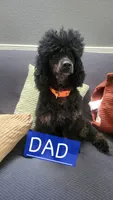 Blue, a male Cockapoo and Poodle - Miniature  for sale in Newman, CA – 5 of 8