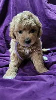 Purple, a female Cockapoo and Poodle - Miniature  for sale in Newman, CA – 2 of 8