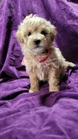 Pink, a female Cockapoo and Poodle - Miniature  for sale in Newman, CA – 1 of 7