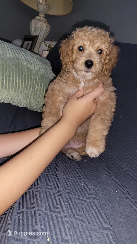 Black – Cockapoo, Poodle - Miniature  puppy for sale in Newman, CA