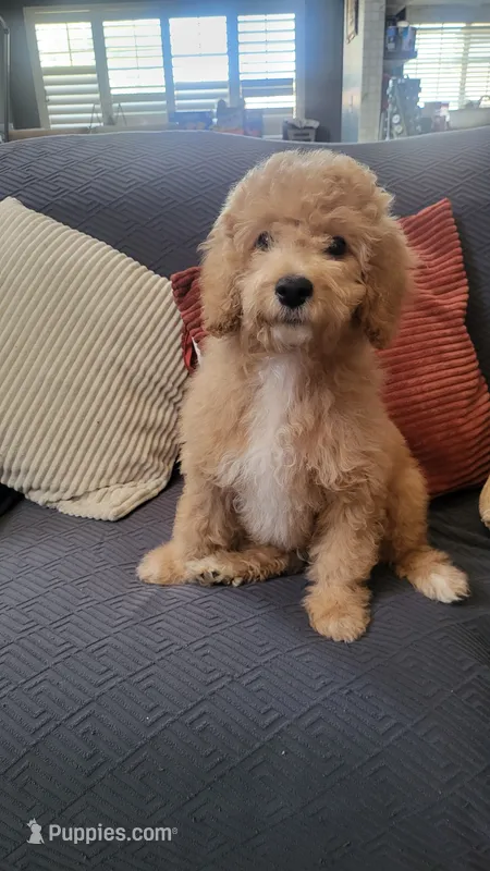 Black – Cockapoo, Poodle - Miniature  puppy for sale in Newman, CA