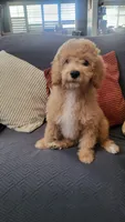 Black, a male Cockapoo and Poodle - Miniature  for sale in Newman, CA – 1 of 10