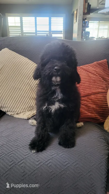 Green – Cockapoo, Poodle - Miniature  puppy for sale in Newman, CA