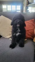 Green, a male Cockapoo and Poodle - Miniature  for sale in Newman, CA – 1 of 9