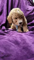 Blue, a male Cockapoo and Poodle - Miniature  for sale in Newman, CA – 3 of 7