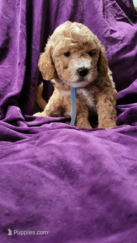 Blue – Cockapoo, Poodle - Miniature  puppy for sale in Newman, CA