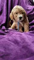 Blue, a male Cockapoo and Poodle - Miniature  for sale in Newman, CA – 1 of 7
