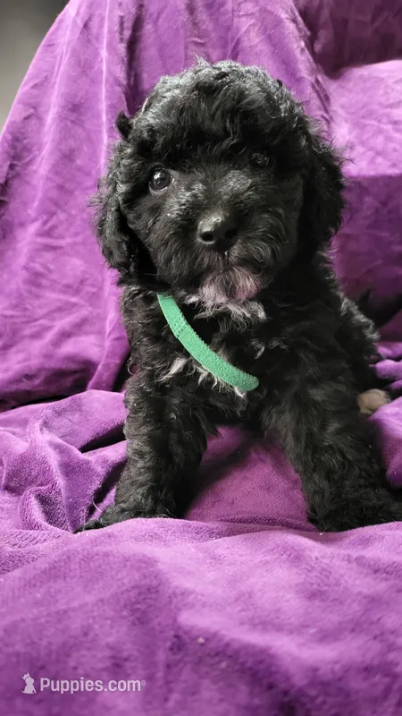 Green – Cockapoo, Poodle - Miniature  puppy for sale in Newman, CA