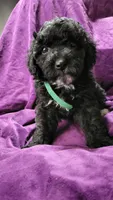 Green, a male Cockapoo and Poodle - Miniature  for sale in Newman, CA – 1 of 9