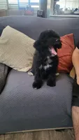 Green, a male Cockapoo and Poodle - Miniature  for sale in Newman, CA – 3 of 9