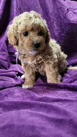 Purple, a female Cockapoo and Poodle - Miniature  for sale in Newman, CA – 5 of 8