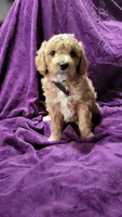 Black , a male Cockapoo and Poodle - Miniature  for sale in Newman, CA – 2 of 9