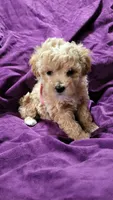 Pink, a female Cockapoo and Poodle - Miniature  for sale in Newman, CA – 3 of 7