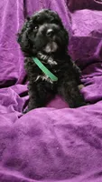 Green, a male Cockapoo and Poodle - Miniature  for sale in Newman, CA – 5 of 9