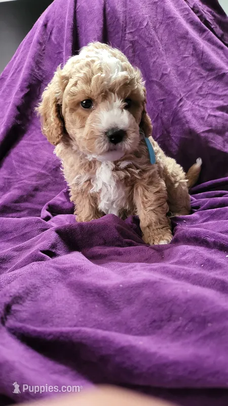 Light blue  – Cockapoo, Poodle - Miniature  puppy for sale in Newman, CA