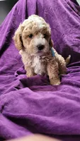 Light blue , a male Cockapoo and Poodle - Miniature  for sale in Newman, CA – 1 of 9