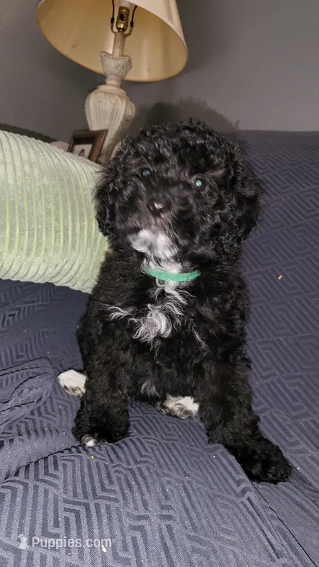 Green – Cockapoo, Poodle - Miniature  puppy for sale in Newman, CA