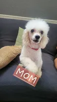 Green, a male Cockapoo and Poodle - Miniature  for sale in Newman, CA – 7 of 9
