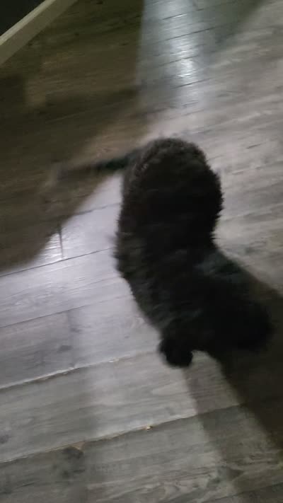 Green, a male Cockapoo and Poodle - Miniature  for sale in Newman, CA – 5 of 10