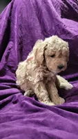 Light pink, a female Cockapoo and Poodle - Miniature  for sale in Newman, CA – 3 of 7