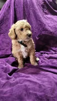 Black , a male Cockapoo and Poodle - Miniature  for sale in Newman, CA – 3 of 9