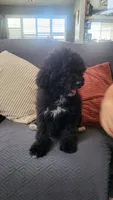 Green, a male Cockapoo and Poodle - Miniature  for sale in Newman, CA – 2 of 9