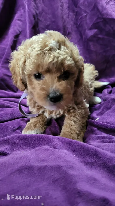Purple – Cockapoo, Poodle - Miniature  puppy for sale in Newman, CA