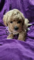 Purple, a female Cockapoo and Poodle - Miniature  for sale in Newman, CA – 1 of 8