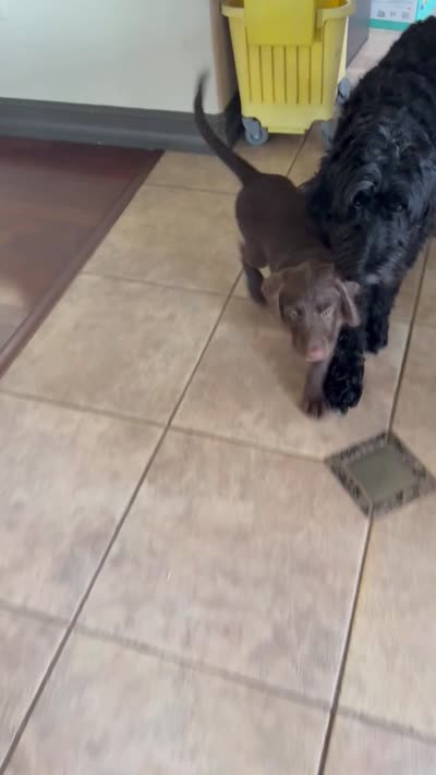 Waylon Jr 💛, a male Labradoodle and Labrador Retriever for sale in Groveland, FL – 8 of 8