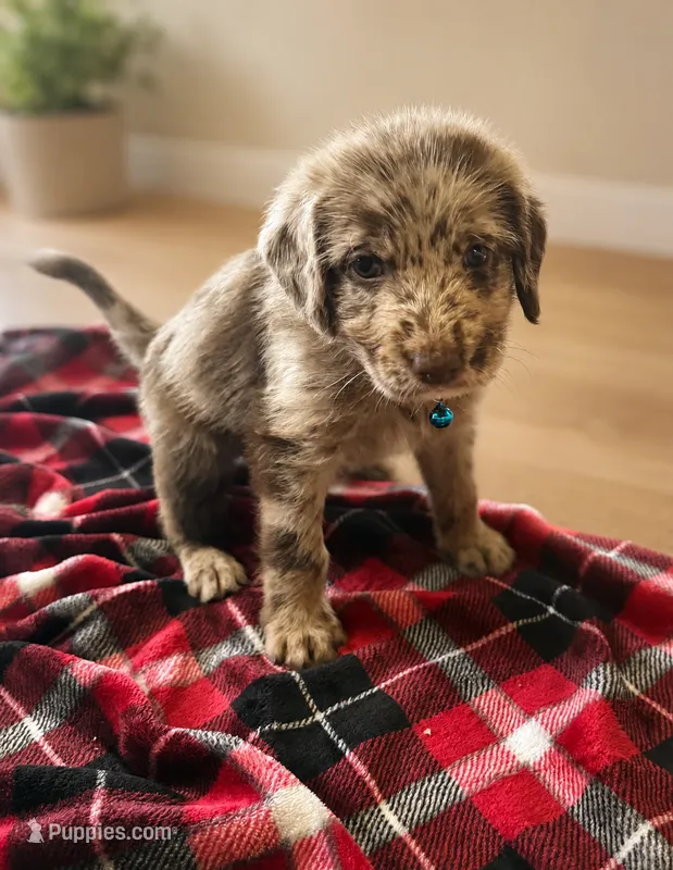 Brooks 🩵 – Double Doodle puppy for sale in Groveland, FL