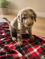 Brooks 🩵, a male Double Doodle for sale in Groveland, FL – 1 of 1