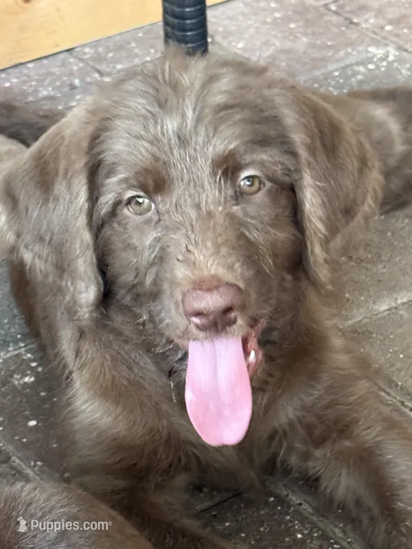 Faith 💜 – Goldendoodle, Labradoodle puppy for sale in Groveland, FL