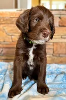 Boots 💚 , a male Labradoodle for sale in Groveland, FL – 2 of 3