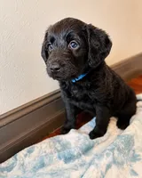 Banjo 💙, a male Labradoodle for sale in Groveland, FL – 3 of 3