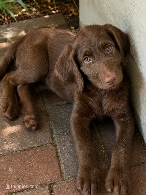 Reba 🧡 – Goldendoodle, Labradoodle puppy for sale in Groveland, FL