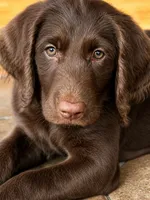 Waylon Jr 💛, a male Labradoodle and Labrador Retriever for sale in Groveland, FL – 1 of 8
