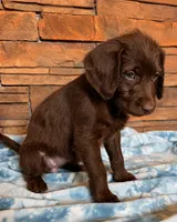 Reba 🧡, a female Goldendoodle and Labradoodle for sale in Groveland, FL – 2 of 5