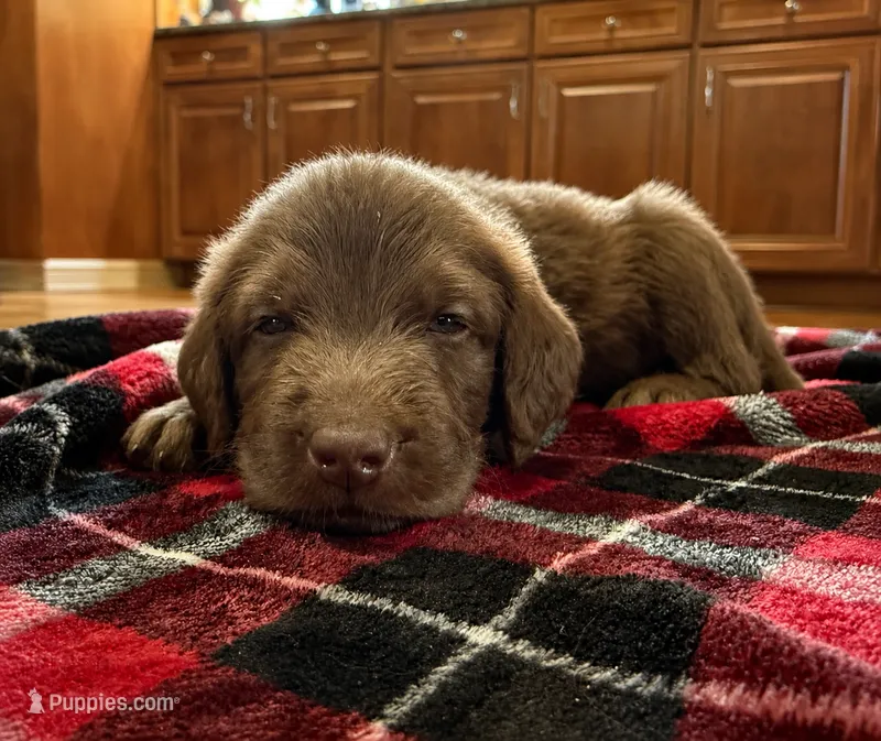 Cash 🩶 – Double Doodle puppy for sale in Groveland, FL