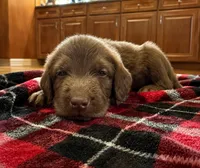 Cash 🩶, a male Double Doodle for sale in Groveland, FL – 1 of 1