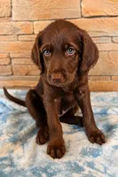 Hank 🤍, a male Goldendoodle and Labradoodle for sale in Groveland, FL – 2 of 5