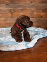 Snickers ❤️, a male Labradoodle for sale in Groveland, FL – 2 of 4