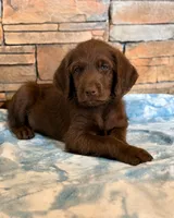 Hank 🤍, a male Goldendoodle and Labradoodle for sale in Groveland, FL – 3 of 5