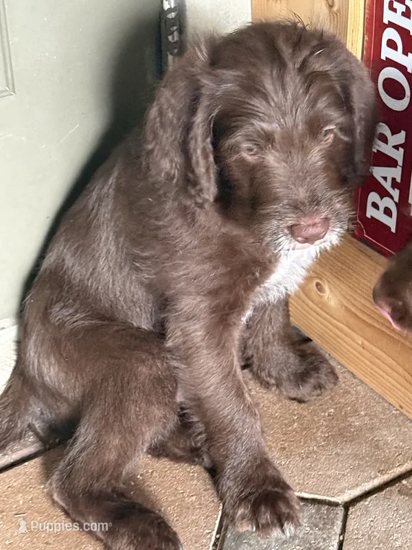 Boots 💚  – Labradoodle puppy for sale in Groveland, FL