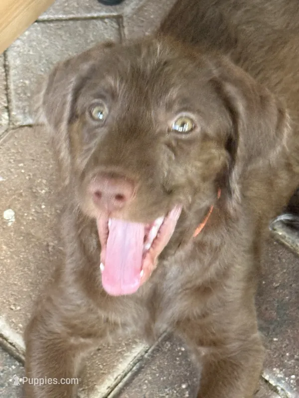 Reba 🧡 – Goldendoodle, Labradoodle puppy for sale in Groveland, FL