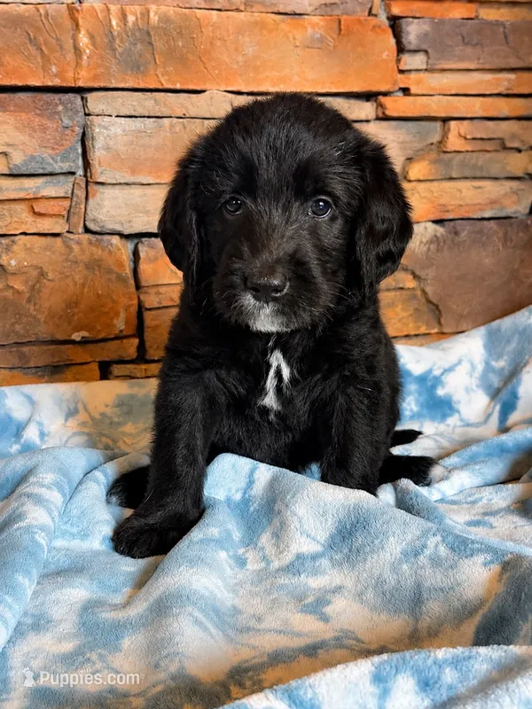 Banjo 💙 – Labradoodle puppy for sale in Groveland, FL