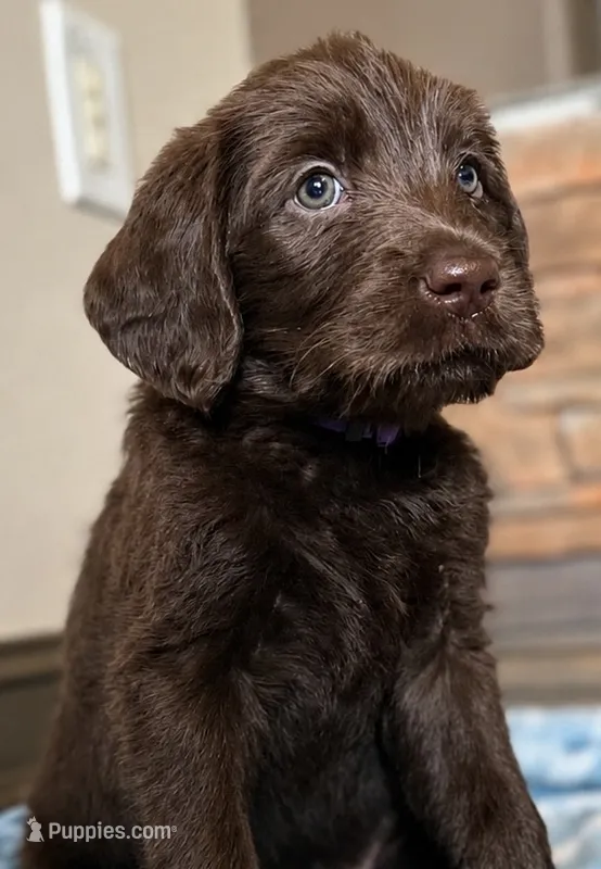 Buttercup 💜 – Labradoodle puppy for sale in Groveland, FL