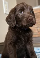 Buttercup 💜, a female Labradoodle for sale in Groveland, FL – 1 of 3